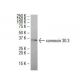 connexin 30.3 Antibody (F6) - Western Blotting - Image 33453 