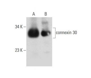 connexin 30 Antibody (G-2) - Western Blotting - Image 333410 