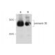 connexin 30 Antibody (G-2) - Western Blotting - Image 333410 