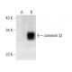 connexin 32 Antibody (CXN-32) - Western Blotting - Image 54788