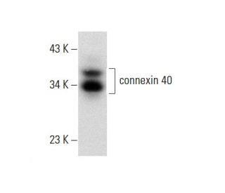 connexin 40 Antibody (B-3) - Western Blotting - Image 137792 