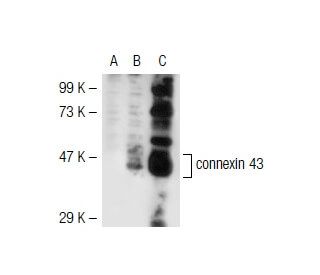 connexin 43 Antibody (D-7) - Western Blotting - Image 41766 