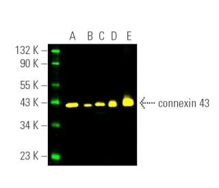 connexin 43 Antibody (F-7) - Western Blotting - Image 391212