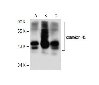 connexin 45 Antibody (G-7) - Western Blotting - Image 150054 