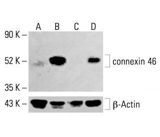 connexin 46 Antibody (C-3) - Western Blotting - Image 414282 