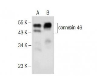 connexin 46 Antibody (D-6) - Western Blotting - Image 283829