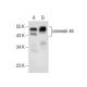 connexin 46 Antibody (D-6) - Western Blotting - Image 283829