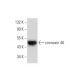 connexin 46 Antibody (E-10) - Western Blotting - Image 139500 