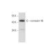 connexin 46 Antibody (E-10) - Western Blotting - Image 314122