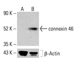 connexin 46 Antibody (E-10) - Western Blotting - Image 414281 