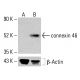 connexin 46 Antibody (E-10) - Western Blotting - Image 414281 
