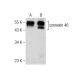 connexin 46 Antibody (F-2) - Western Blotting - Image 284438