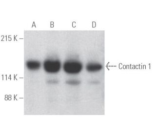 Contactin 1 Antibody (41) - Western Blotting - Image 398054Each CRISPR/Cas9 Knockout (KO) Plasmid product consists of a pool of 3 plasmids designed to ensure identification and cleavage of a specific gene for maximum knockout efficiency. Each plasmid encodes a unique 20 nt sequence derived from the GeCKO (v2) library.