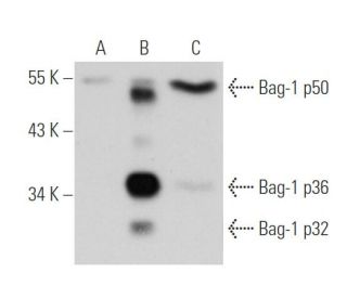 Bag-1 (F-7): sc-25296. Western blot analysis of Bag-1 expression in non-transfected 293T: sc-117752 (A), human Bag-1 trans 