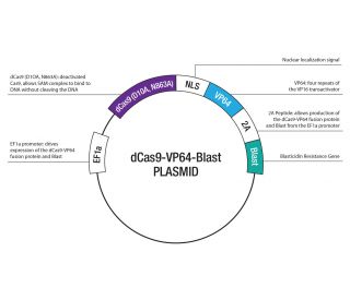 Control CRISPR Activation Plasmid: sc-437275... 