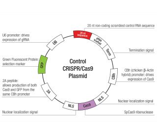 Control CRISPR/Cas9 Plasmid: sc-418922... 