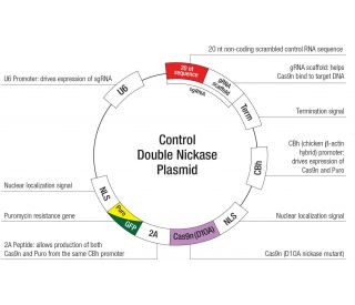Control Double Nickase Plasmid: sc-437281... 