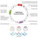 CRISPR/Cas9 Knockout Vector Image
