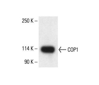 COP1 Antibody (B-12) - Western Blotting - Image 411879