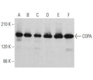 COPA Antibody (H-3) - Western Blotting - Image 360713 