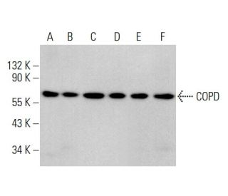 COPD Antibody (A-3) - Western Blotting - Image 377380 