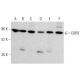COPD Antibody (E-12) - Western Blotting - Image 378433