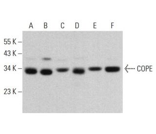 COPE Antibody (C-4) - Western Blotting - Image 383124 