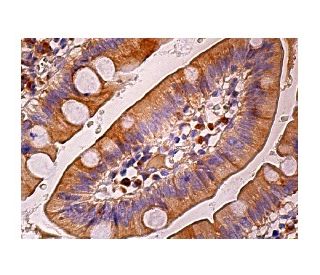 COPE Antibody (E-1) - Immunohistochemistry - Image 158568 