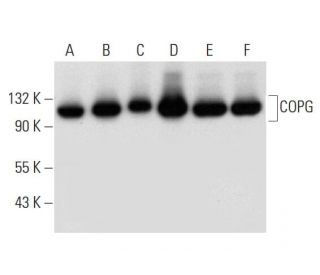COPG Antibody (A-10) - Western Blotting - Image 299449 