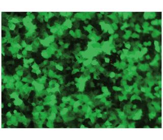 copGFP Control Lentiviral Particles: sc-108084. Fluor-escence detection in formalin-fixed HEK293TN...