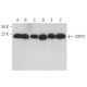 COPZ1 Antibody (B-12) - Western Blotting - Image 368966 