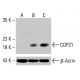 COPZ1 Antibody (B-12) - Western Blotting - Image 415366