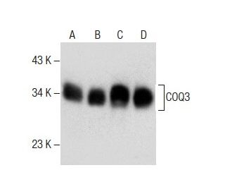 COQ3 Antibody (E-2) - Western Blotting - Image 285004 