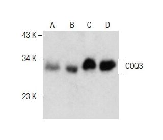 COQ3 Antibody (F-8) - Western Blotting - Image 285006 