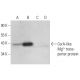 CorA-like Mg2+ transporter protein Antibody (A-9) - Western Blotting - Image 303759 