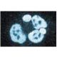 CoREST Antibody (26) - Immunofluorescence - Image 60571 