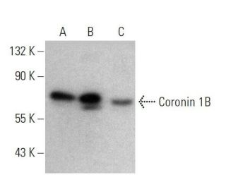 Coronin 1B Antibody (E-3) - Western Blotting - Image 358726 