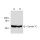 Coronin 1C Antibody (D-9) - Western Blotting - Image 160546 