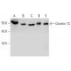 Coronin 1C Antibody (D-9) - Western Blotting - Image 387369