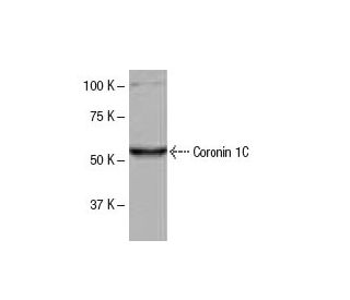 Coronin 1C Antibody (G-R2) - Western Blotting - Image 53948 