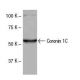 Coronin 1C Antibody (G-R2) - Western Blotting - Image 53948 