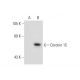 Coronin 1C Antibody (G-R2) - Western Blotting - Image 70446