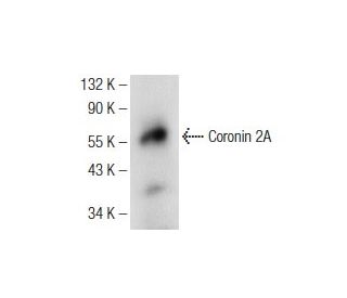 Coronin 2A Antibody (A-3) - Western Blotting - Image 137665 