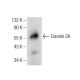Coronin 2A Antibody (A-3) - Western Blotting - Image 137665 