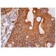 Coronin 2A Antibody (C-7) - Immunohistochemistry - Image 157971 