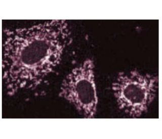 Cortactin Antibody (30) - Immunofluorescence - Image 60723 