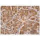Cortactin Antibody (H-1) - Immunohistochemistry - Image 159974 