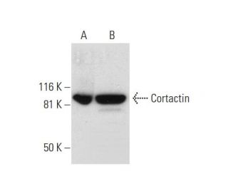Cortactin Antibody (H-1) - Western Blotting - Image 298608 