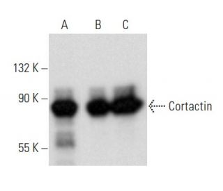 Cortactin Antibody (H-5) - Western Blotting - Image 354938 