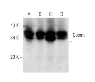 Cosmc Antibody (H-10) - Western Blotting - Image 137060The Double Nickase Plasmid features a U6 promoter for sgRNA expression, a 20 nt targeting sequence, and a gRNA scaffold to guide Cas9n. It includes a CBh promoter for Cas9n (D10A) and puromycin resistance, GFP for transfection verification, and nuclear localization signals (NLS). The 2A peptide allows co-expression of Cas9n and Puro from a single promoter, enabling precise genome editing with reduced off-target effects.